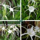 Spider Lily and Lily Fragrance Ornamental Plants - White Flowers 200 Seeds