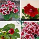 Gloxinia  - Dark Red Flowers with White Edge 200 Seeds