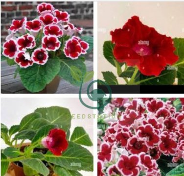 Gloxinia  - Dark Red Flowers with White Edge 200 Seeds