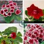 Gloxinia  - Dark Red Flowers with White Edge 200 Seeds