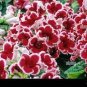 Gloxinia  - Dark Red Flowers with White Edge 200 Seeds