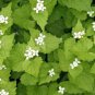 Perfume Mint Mentha Arvensis Wild Mint Herbs 50 Seeds