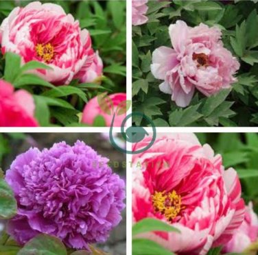 Chinese Peony Tree- Rose Pink Double Flowers 20 seeds