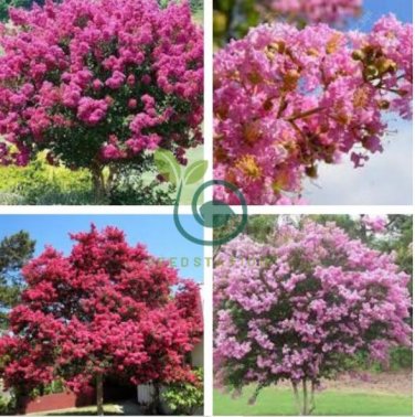 Crapemyrtle Lagerstroemia Indica Tree Flower 200 Seeds