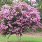 Crapemyrtle Lagerstroemia Indica Tree Flower 200 Seeds
