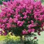 Crapemyrtle Lagerstroemia Indica Tree Flower 200 Seeds