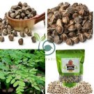 Fresh Edible Moringa Semillas 200 Seeds