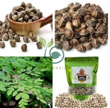 Fresh Edible Moringa Semillas 200 Seeds