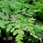 Fresh Edible Moringa Semillas 200 Seeds