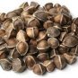Fresh Edible Moringa Semillas 200 Seeds