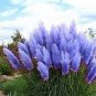 Pampas Grass  - Sky Blue Color 1000 Seeds