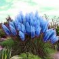 Pampas Grass  - Sky Blue Color 1000 Seeds