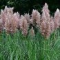 Pampas Grass  - Sky Blue Color 1000 Seeds