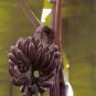 Dwarf Banana Tree - Red Skin 200 Seeds