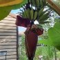 Dwarf Banana Tree - Red Skin 200 Seeds