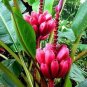 Dwarf Banana Tree - Red Skin 200 Seeds