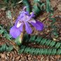 Moraea Pritzeliana 10 Seeds