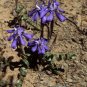 Moraea Pritzeliana 10 Seeds