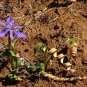Moraea Pritzeliana 10 Seeds