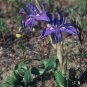 Moraea Pritzeliana 10 Seeds