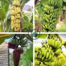 Dwarf Banana - Greenish Red Skin 200 Seeds