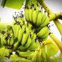 Dwarf Banana - Greenish Red Skin 200 Seeds