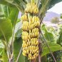 Dwarf Banana - Greenish Red Skin 200 Seeds