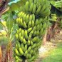 Dwarf Banana - Greenish Red Skin 200 Seeds