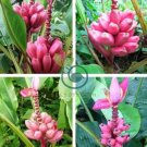 Dwarf Banana - Pink Skin 200 Seeds