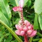 Dwarf Banana - Pink Skin 200 Seeds