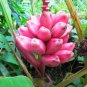 Dwarf Banana - Pink Skin 200 Seeds