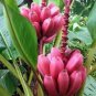 Dwarf Banana - Pink Skin 200 Seeds