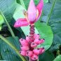 Dwarf Banana - Pink Skin 200 Seeds