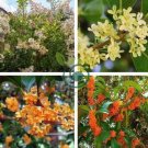 Fragrant Osmanthus Sweet Olive Tree - Mixed Colors 40 Seeds