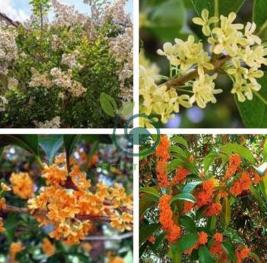Fragrant Osmanthus Sweet Olive Tree - Mixed Colors 40 Seeds