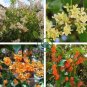 Fragrant Osmanthus Sweet Olive Tree - Mixed Colors 40 Seeds