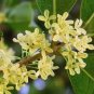 Fragrant Osmanthus Sweet Olive Tree - Mixed Colors 40 Seeds