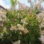 Fragrant Osmanthus Sweet Olive Tree - Mixed Colors 40 Seeds