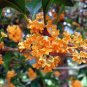 Fragrant Osmanthus Sweet Olive Tree - Mixed Colors 40 Seeds