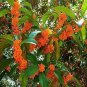 Fragrant Osmanthus Sweet Olive Tree - Mixed Colors 40 Seeds