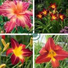 Hybrid Daylily Flowers - Light Pink - Rose Red - Green Triple Double Flowers 200 Seeds