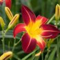 Hybrid Daylily Flowers - Light Pink - Rose Red - Green Triple Double Flowers 200 Seeds