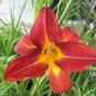 Hybrid Daylily Flowers - Light Pink - Rose Red - Green Triple Double Flowers 200 Seeds