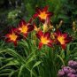 Hybrid Daylily Flowers - Light Pink - Rose Red - Green Triple Double Flowers 200 Seeds
