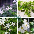 Climbing Jasmine Flower  - Purple White Flowers 40 Seeds