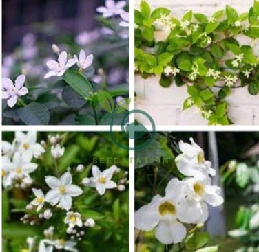 Climbing Jasmine Flower  - Purple White Flowers 40 Seeds
