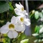 Climbing Jasmine Flower - Purple White Flowers 40 Seeds