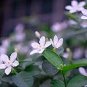 Climbing Jasmine Flower - Purple White Flowers 40 Seeds