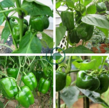Organic Green Bell Sweet Pepper 40 Seeds