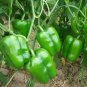 Organic Green Bell Sweet Pepper 40 Seeds